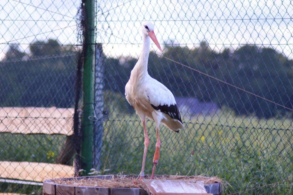 Agroturystyka Klekusiowo Boleslawiec  Exterior foto